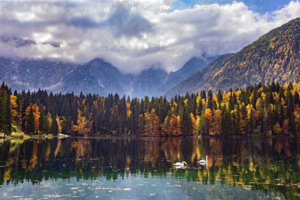 Sunrise. Pair of white swans swim in the lake Fusine in Italy. The colors of the autumn forests are reflected in the icy water of the lake. Mountains covered in morning mist
