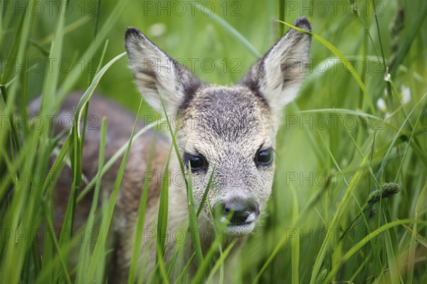 Young wild roe deer in grass, Capreolus capreolus. New born roe deer, wild spring nature
