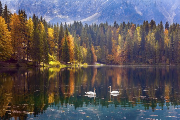 Lake Fuzine. Magnificent colors of autumn. Pair of white swans on the smooth water of the lake. Orange, yellow and red trees are reflected in the lake. The Dolomites mountain range