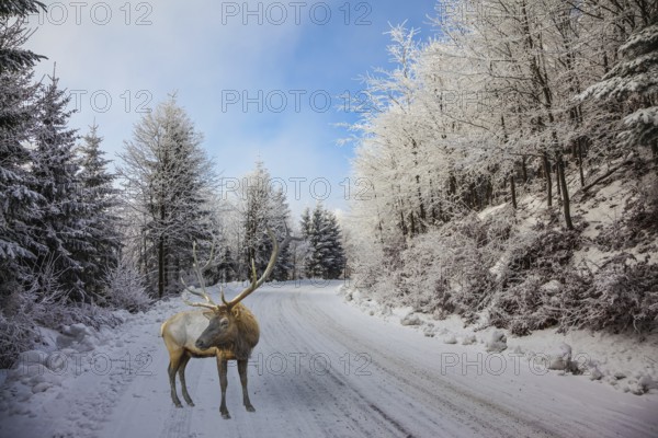 The snow-covered road in the northern Christmas wood. The red deer with branchy horns costs on a skiing run