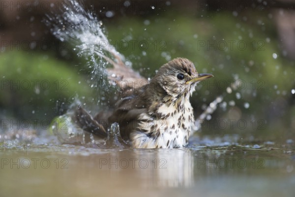 Mistle Thrush bathing with many splashes i nature water