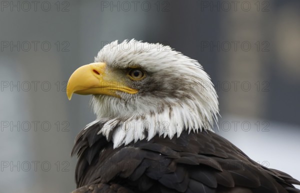 Bald eagle, Haliaeetus leucocephalus