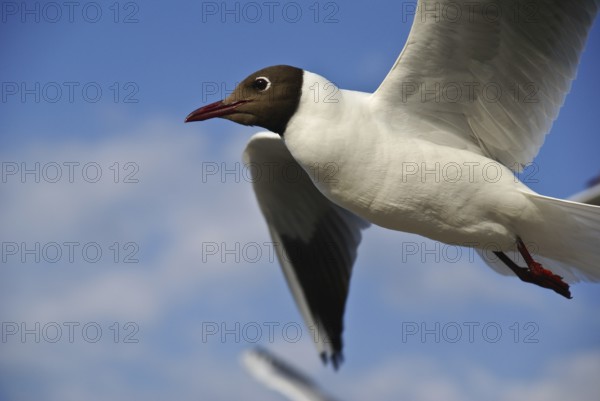 Seagulls by the sea, Vorpommersche Boddenlandschaft National Park, Germany, Prerow, DEU