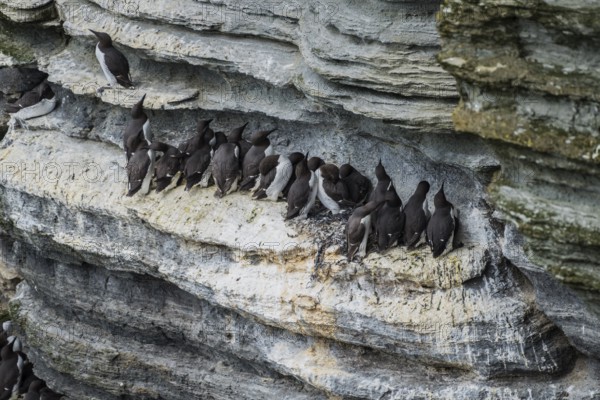 Common guillemots (Uria aalge) in a breeding colony, Westray, Orkney Islands, Scotland, Great Britain