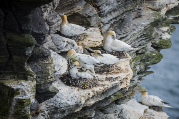 Northern gannet (Morus bassanus) in a breeding colony, Westray, Orkney Islands, Scotland, Great Britain