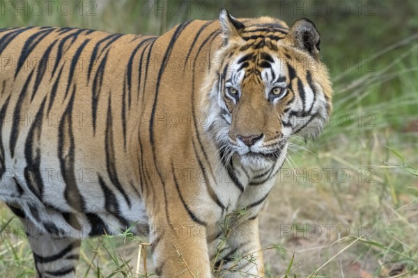 Tiger (Panthera tigris), Bengal tiger or Indian tiger, big cat (Pantherinae), carnivore (Carnivora), critically endangered, animal portrait, Bandhavgarh National Park, tiger reserve, Madhya Pradesh, Vindhya Mountains, India
