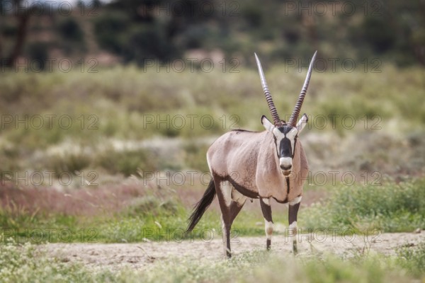 Gemsbok starring at the camera in the Kgalagadi Transfrontier Park, South Africa