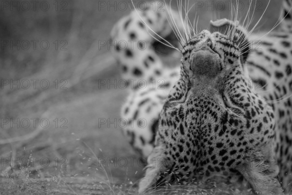 Close up of a female Leopard laying in black and white in the grass in the Kruger National Park, South Africa