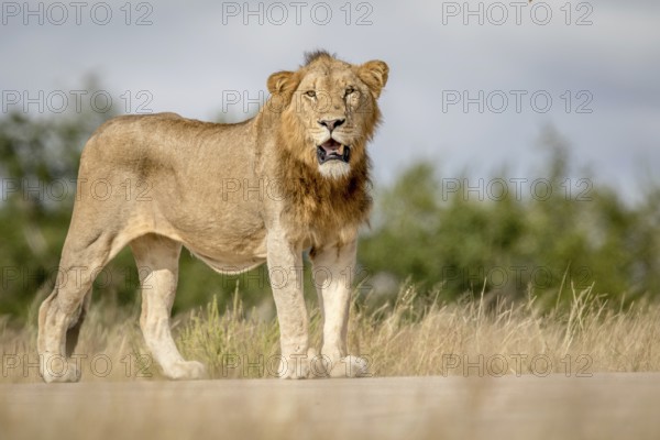 Young male Lion looking around in the Kruger National Park, South Africa