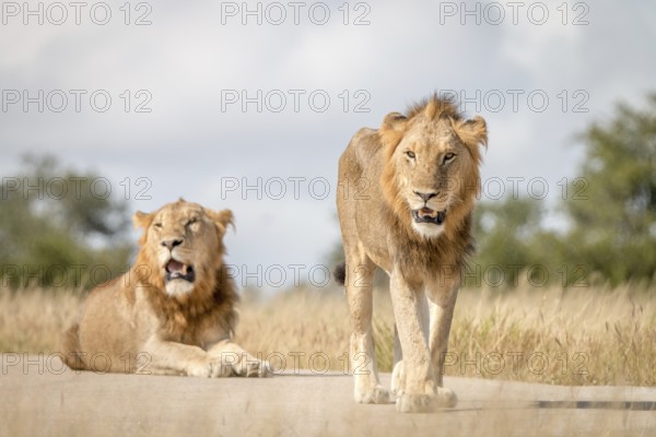 Two Lions staring at the camera in the Sabi Sand Game Reserve, South Africa