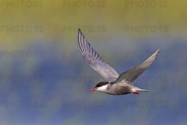 White-bearded Tern, (Chlidonias hybridus, Chlidonias hybrida, family of terns, flight, biotope, habitat, foraging, prey, dive, hunting fish, Lake Neusiedl, Illmitz, Burgenland, Austria