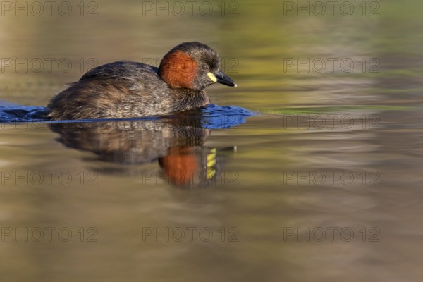 Little grebe, (Tachybaptus ruficollis), (Podiceps ruficollis), animals, birds, grebe family, swims in the water, biotope, habitat, Rosensteinpark, Stuttgart, Baden-Würrttemberg, Federal Republic of Germany