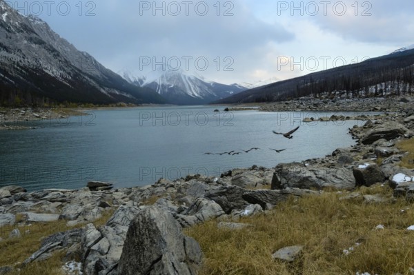 Beautiful autumn landscape scene in mountain in background in Jasper National Park west Canada with birds