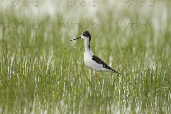 Black-winged Stilt (Himantopus himantopus)