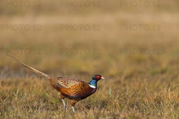 Pheasant, cock, male, (Phasianus colchicus), animals, birds, chicken family, centrapole, Kutno, Lodz, Poland