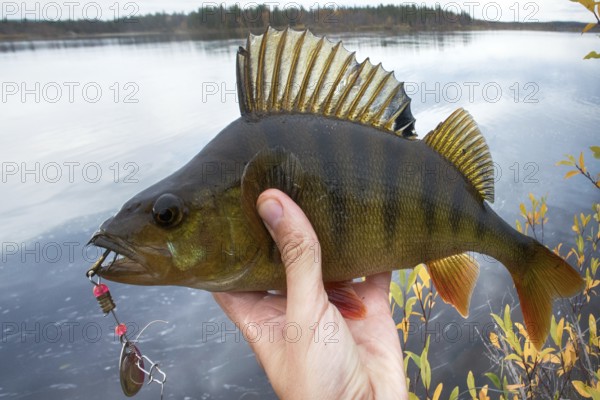 Good fishing on Northern rivers, caught perch. Big perch fish in hands, catch of fisherman, fishing fall, in autumn fishing. Bass on background of yellow trees and lake. Men's autumn leisure