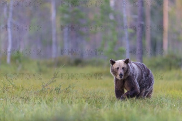 European brown bear, animals, mammals, (Ursus arctos arctos), forest, Scandinavia, bear family, also Eurasian brown bear, biotope, habitat, foraging, Lentiira, Lentiira Kuhmo, Finland
