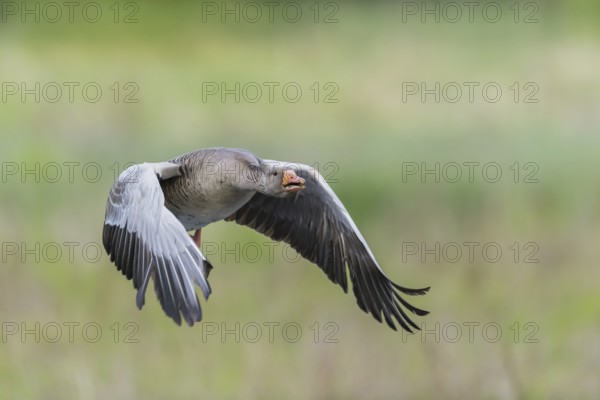 Greylag goose (Anser anser)