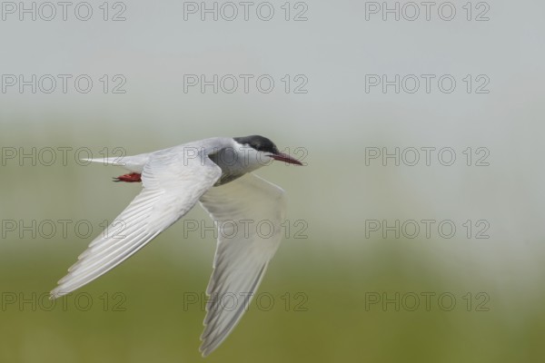 White-bearded Tern (Chlidonias hybrida)