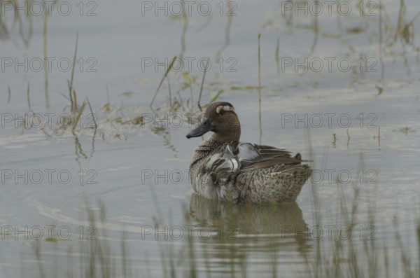 Garganey, male (Anas querquedula)