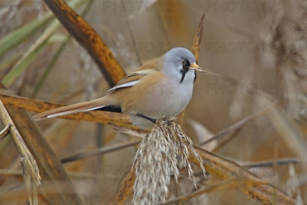 Bearded Tit (Panurus biarmicus)