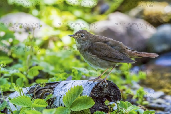 Thrush - sits on a birch trunk (Luscinia luscinia)