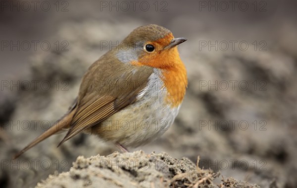 European robin (Erithacus rubecula)