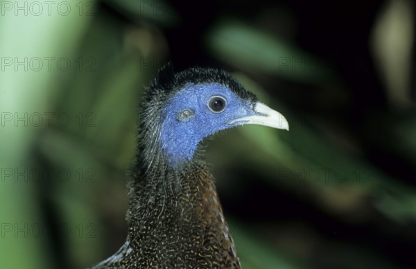 Argus pheasant (Argusianus argus)