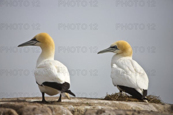 Northern gannet in the North Sea (Morus bassanus)