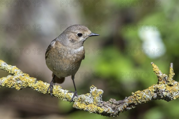 Common redstart - female on a branch (Phoenicurus phoenicurus)