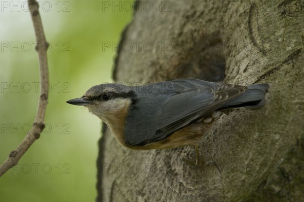 Nuthatch (Sitta europaea)