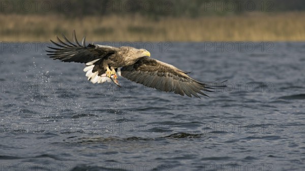 White-tailed eagle with preyed fish (Haliaeetus albicilla)