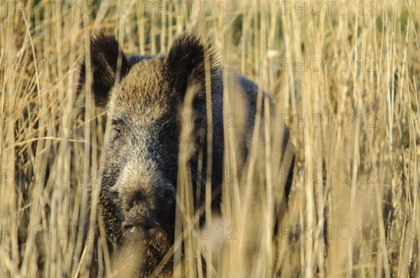 Wild boar (Sus scrofa)