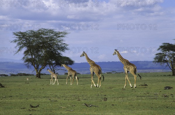 Giraffe (Giraffa camelopardalis)