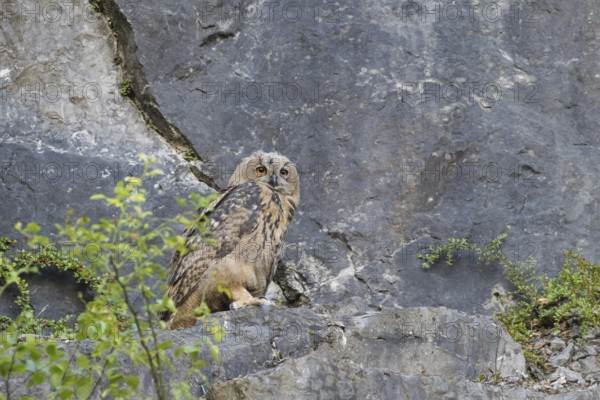 Eurasian Eagle-owl (Bubo bubo)