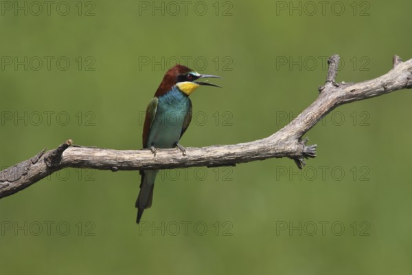 Bee-eater (Merops apiaster)