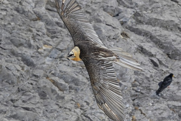 Bearded vulture, lammergeier, (Gypaetus barbatus), (Gypaetus barbatus meridionalis), flight photo, animals, birds, vulture, bird of prey, hawk-like family, mountain scenery, blue sky, free-view, Gemmi Pass, Valais, Switzerland