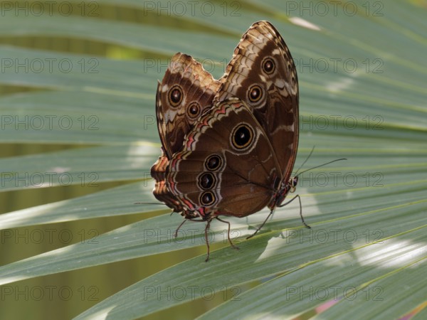 Two mating brown butterfly with intricate patterns rests on a green leaf under natural light, Lepidoptera, Nymphalidae, Morpho, Peleides blue morpho, Common morpho, Morpho peleides montezuma, Corozal district, Belize