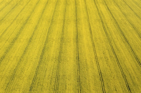 Aerial view of yellow rapeseed field. Aerial view agricultural fields