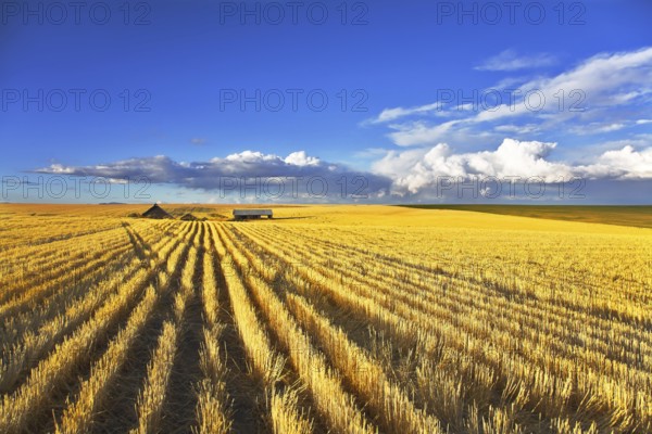 Huge fields of state of Montana after a harvest