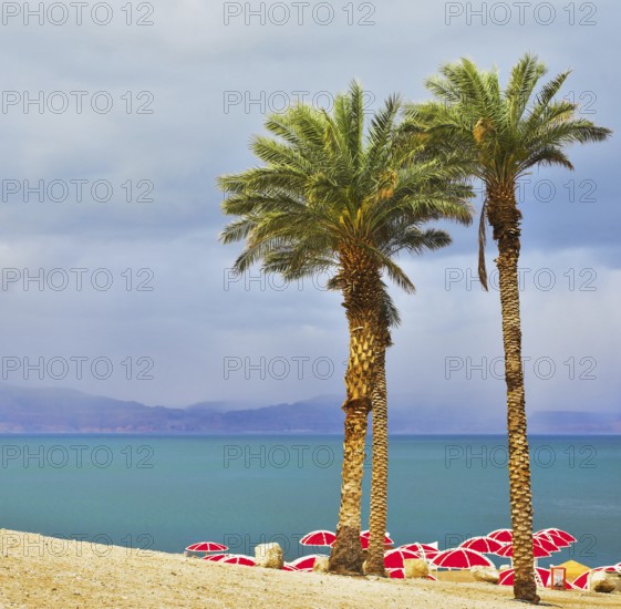 Three picturesque palm trees and bright red beach canopies on a beach of the Dead Sea in a thunder-storm