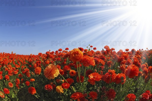 The sparkling sun rays illuminate a large field of blooming orange and white buttercups. Photo taken by lens Fisheye
