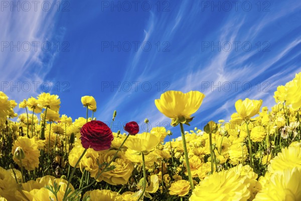 Lush yellow garden buttercups ranunculus in a kibbutz field with a magnificent carpet. Sea of flowers. Spring in Israel. Wonderful trip for spring beauty