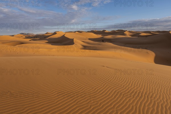 The vast orange dunes of the Sahara desert and its barren vegetation. Morocco