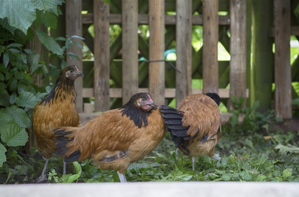 Vorwerk chickens in a garden in Hamburg, 2017