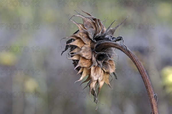 Wilted sunflower