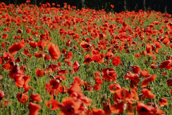 Poppy, poppy seed, papaver