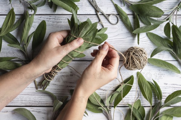 Sage leaf bundle in hands, hemp string and scissors on old wooden table