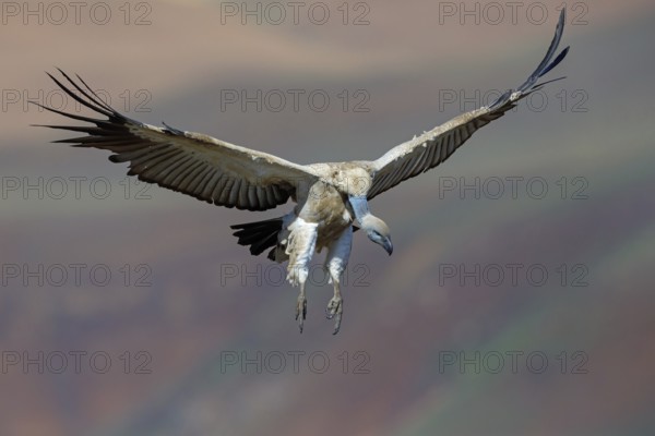Cape Vulture, also cape griffon (Gyps coprotheres), flight photo, Giant's Castle Hide, KwaZulu-Natal, South Africa