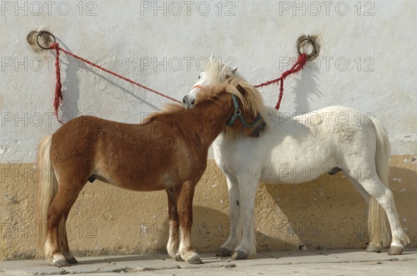 White and chestnut coloured pony, tethered, grooming